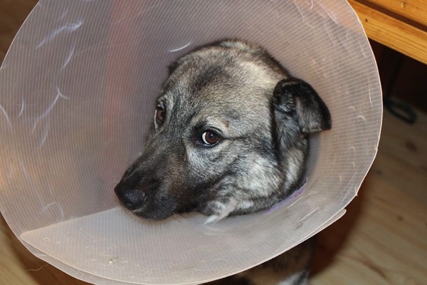 Sick dog 1063663 480